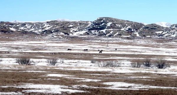 Snö Våren Stäppen Hills — Stockfoto