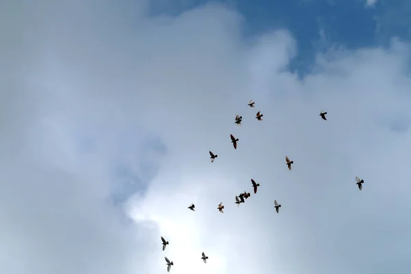 Ein Schwarm Tauben Hoch Himmel — Stockfoto