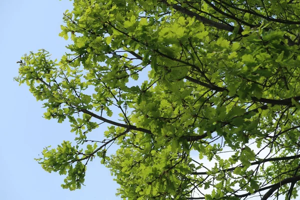 Gökyüzüne aşağıdan görünümünde ağaçlarının dalları