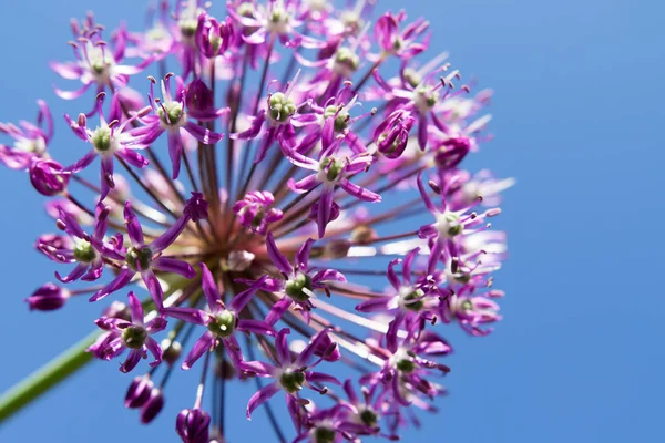 Close Van Knoflook Paarse Bloem — Stockfoto