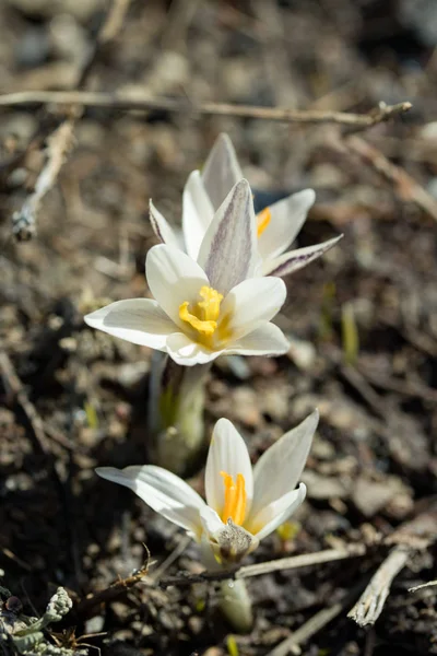 美しい白い春の花 クローズ アップ — ストック写真