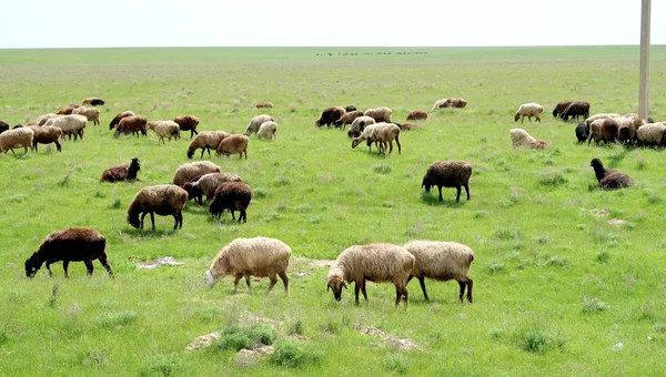Flock Sheep Green Field — Stock Fotó