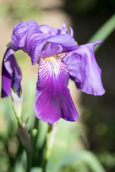 Iris Bloemen Natuur — Stockfoto