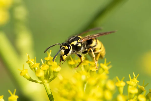 Avispa Una Flor Amarilla Cerca — Foto de Stock