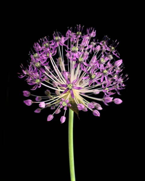 Garlic flower decorative on a black background