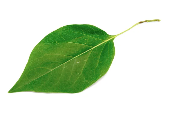 Feuille Verte Isolée Sur Fond Blanc — Photo