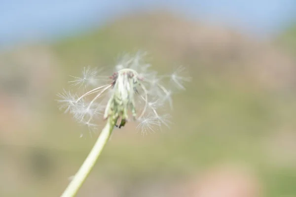 Karahindiba tohum açık havada — Stok fotoğraf