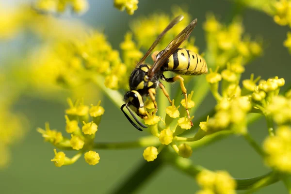 Avispa Una Flor Amarilla Cerca — Foto de Stock