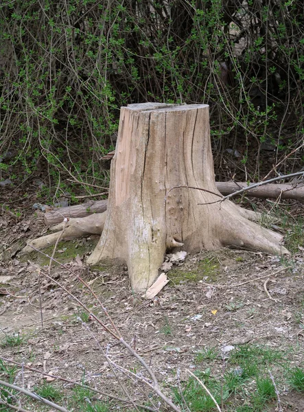 Alter Baumstumpf Auf Einer Wiese — Stockfoto