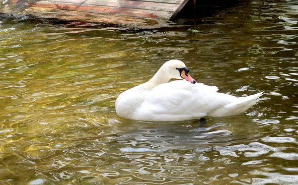 Weißer Schwan Wird Wasser Geputzt — Stockfoto