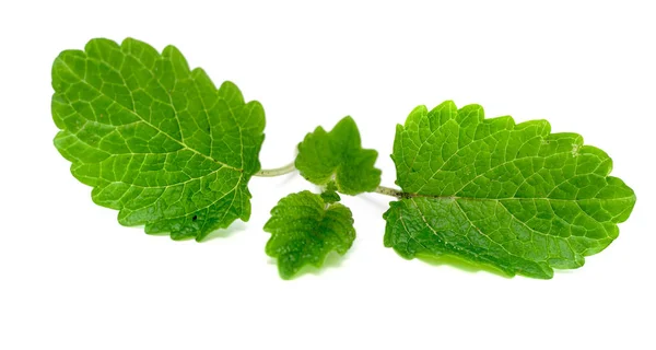 Green Mint Leaves White Background — Stock Photo, Image