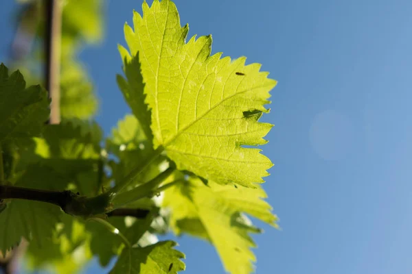 Brotos Uvas Contra Primavera Céu — Fotografia de Stock