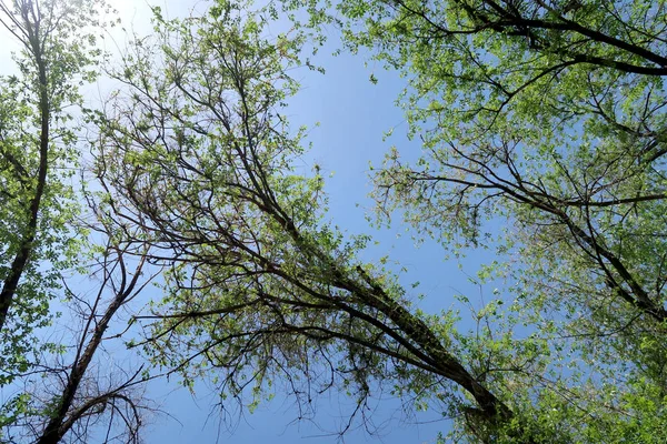 Gałęzie Drzew Widok Dołu Niebo — Zdjęcie stockowe