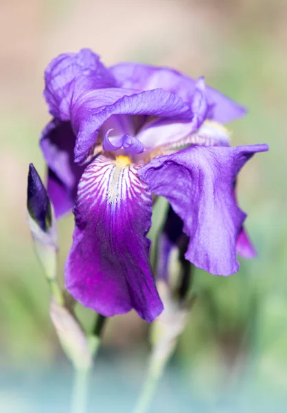 自然の中のアイリスの花 — ストック写真