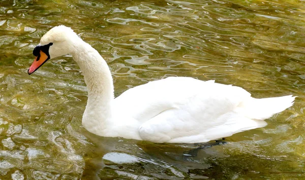 Cisne Branco Limpo Água — Fotografia de Stock