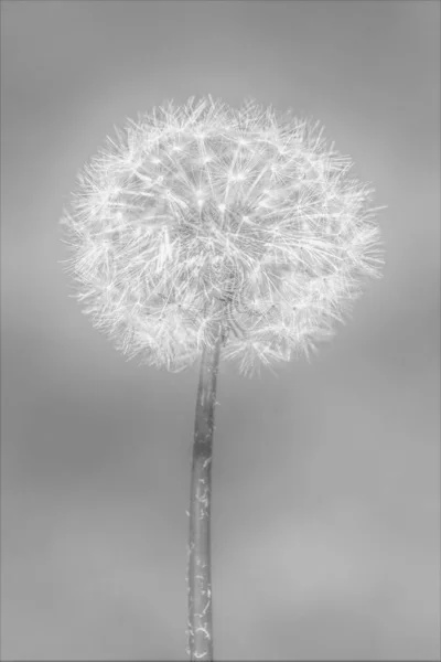 Diente León Fondo Blanco Negro — Foto de Stock