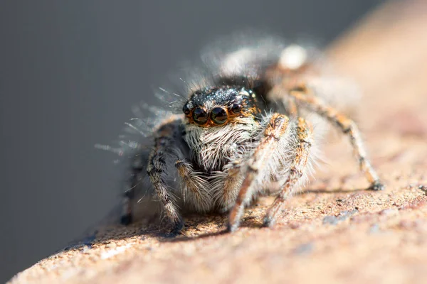Dziki Spider Bliska — Zdjęcie stockowe