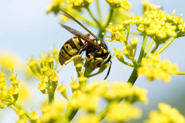 WASP sarı bir çiçek üzerinde Kapat