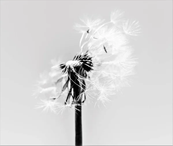 Dandelion 黑色和白色背景 — 图库照片