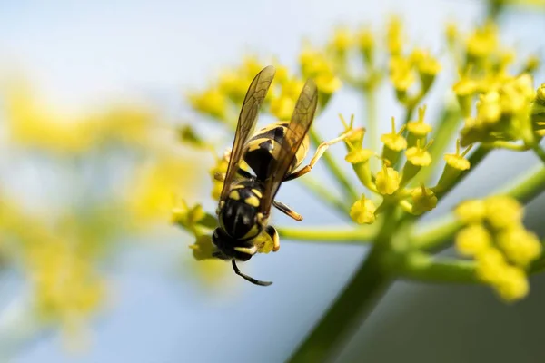 黄色の花に蜂をクローズ アップ — ストック写真