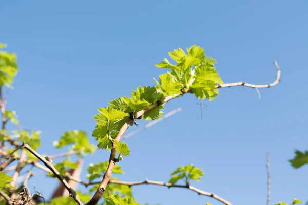 Brotos Uvas Contra Primavera Céu — Fotografia de Stock