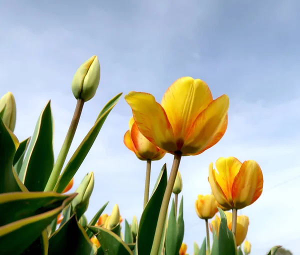 Flores Tulipanes Contra Cielo Vista Desde Abajo —  Fotos de Stock