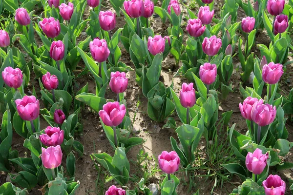 Parlak laleler, bahar manzara