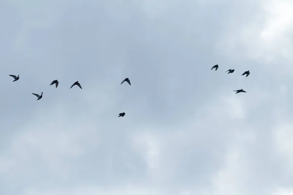 Gökyüzüne Karşı Uçan Güvercin Akın — Stok fotoğraf