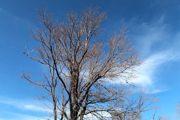 Frühling Bäume Ohne Blätter Gegen Den Himmel — Stockfoto