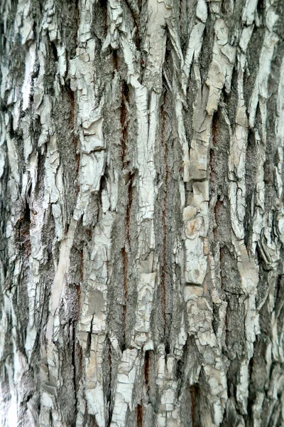 Casca Cinza Uma Textura Árvore — Fotografia de Stock