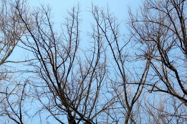 Δέντρα Χωρίς Φύλλα Σιλουέτα Ενάντια Στον Ουρανό — Φωτογραφία Αρχείου