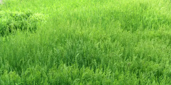 Juicy Green Grass Background — Stock Photo, Image