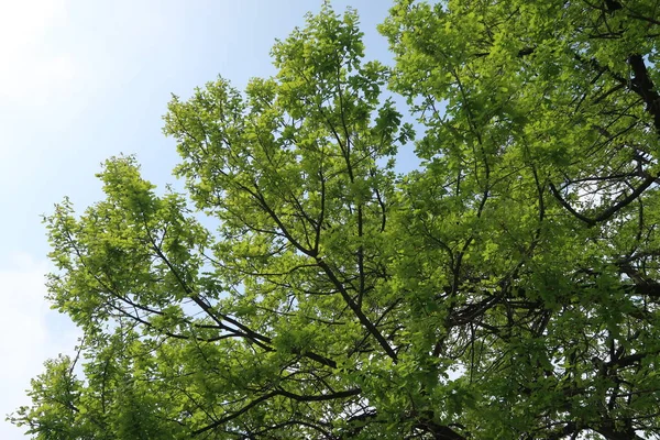 Gökyüzüne aşağıdan görünümünde ağaçlarının dalları