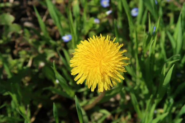 Flor Amarilla Diente León Fondo Natural —  Fotos de Stock