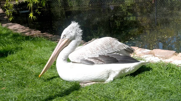 Vogelpelikan Auf Grünem Gras — Stockfoto