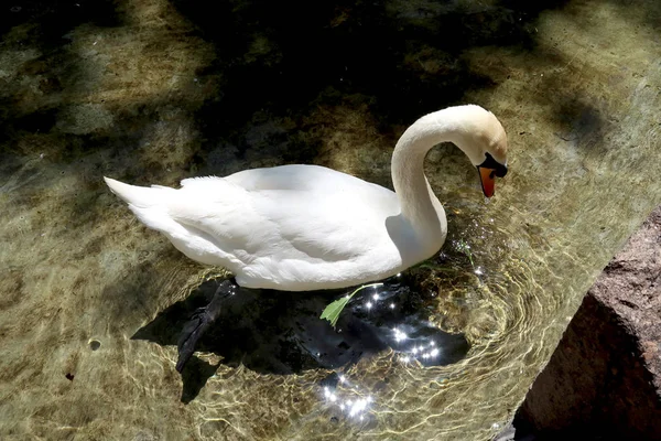 Cisne Blanco Estanque —  Fotos de Stock