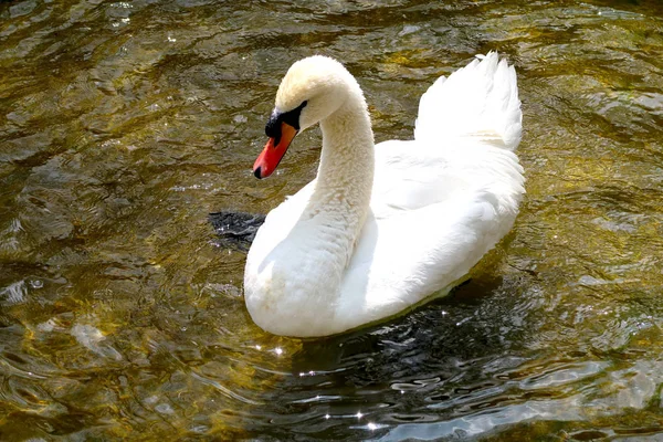 Белый Лебедь Пруду — стоковое фото