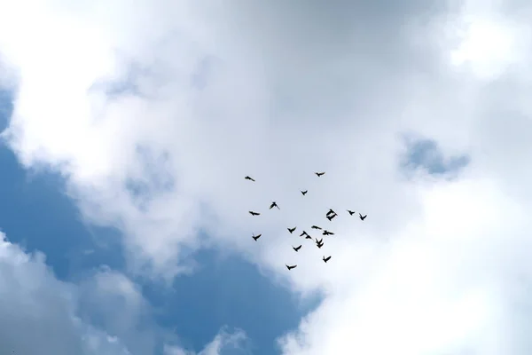 Ein Schwarm Tauben Hoch Himmel — Stockfoto