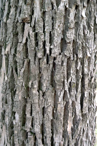 Grå Bark Tree Konsistens — Stockfoto