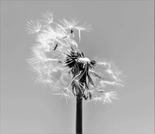 Dandelion Black White Background — Stock Photo, Image