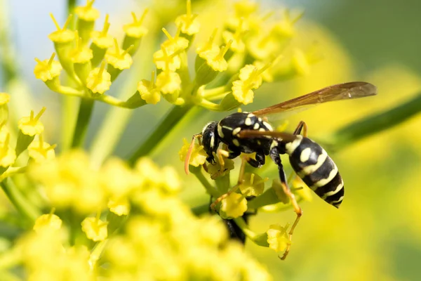 黄色の花に蜂をクローズ アップ — ストック写真