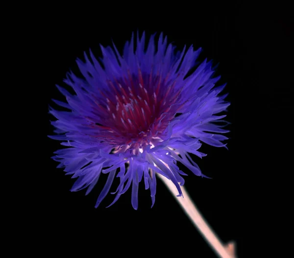 Fleur Bleuet Isolé Sur Fond Noir — Photo