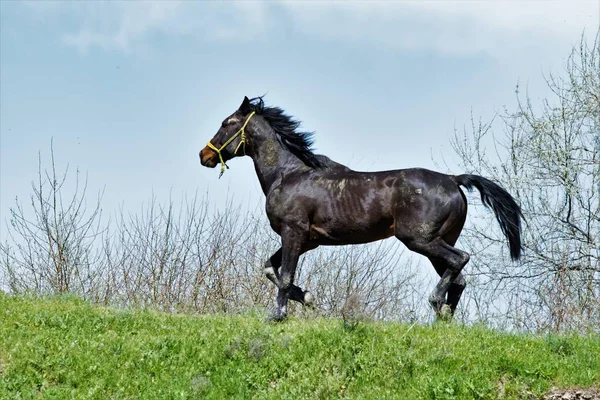 Cavalo Escuro Grama Verde — Fotografia de Stock