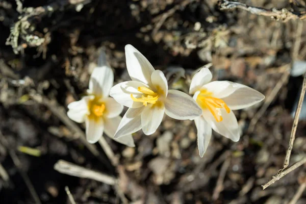 美しい白い春の花 クローズ アップ — ストック写真