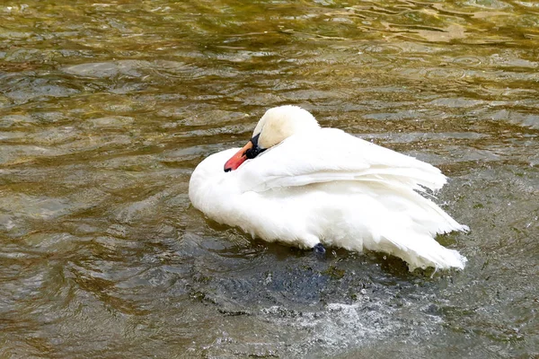 Cisne Branco Limpo Água — Fotografia de Stock