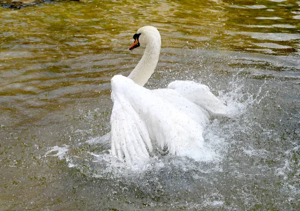 Cygne Blanc Est Nettoyé Dans Eau — Photo