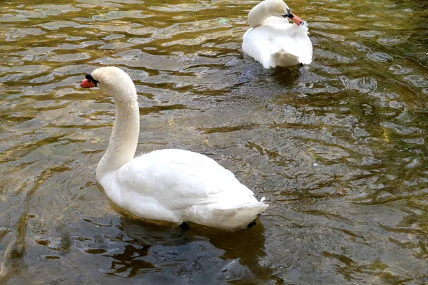 White Swan Cleaned Water — Stock Photo, Image