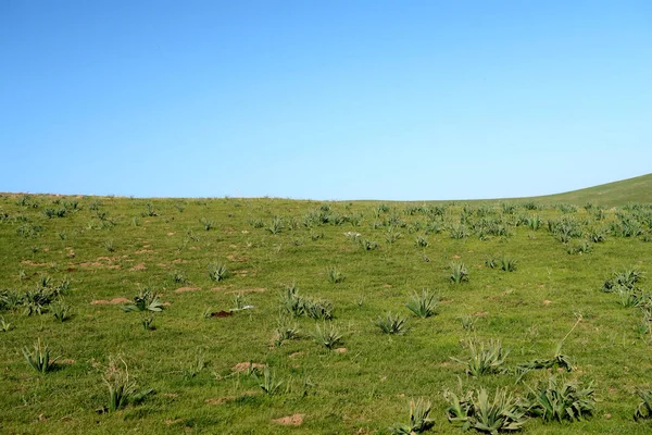 Vue Panoramique Sur Les Collines Verdoyantes Steppe — Photo