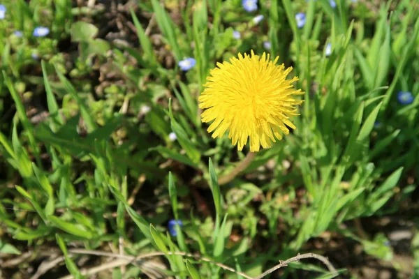 Żółty Kwiat Mniszka Naturalnego Tła — Zdjęcie stockowe