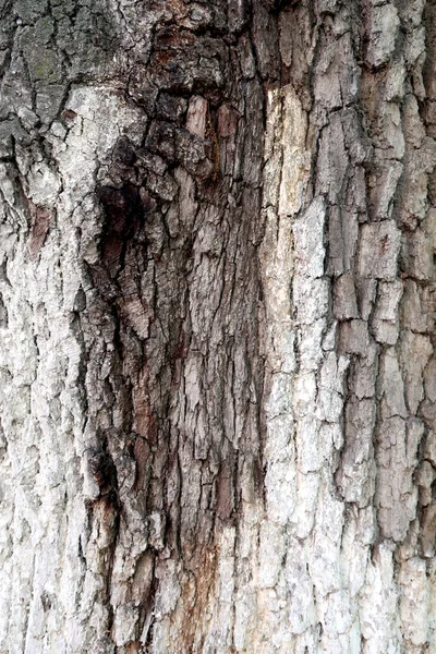 Gray Bark Tree Texture — Stock Photo, Image